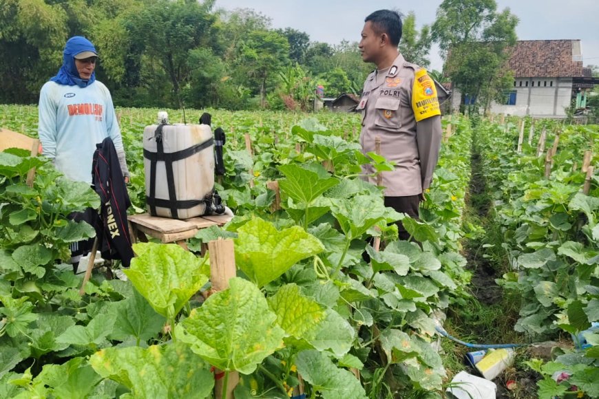 Dukung Ketahanan Pangan, Bhabinkamtibmas Desa Kuwu Polsek Balerejo Tinjau Pemanfaatan Lahan Pekarangan Warga
