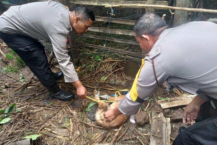 Bhabinkamtibmas Desa Padas Sigap Tindaklanjuti Serangan Anjing Hutan Di Kandang Kambing Milik Warga